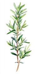 Obraz premium Delicate Watercolor Rosemary Herb Depiction. Isolated Green Twig Illustration Emphasizing Nature's Medicinal Beauty
