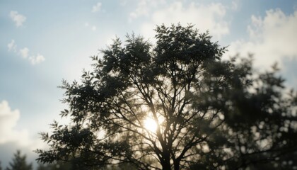 Sunlight filtering through tree canopy nature scene outdoor photography serene environment bottom-up view tranquility and growth