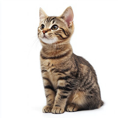 Fototapeta premium tabby isolated