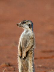 Erdmännchen (Suricata suricatta)