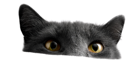 Curious Cat Peek: A grey cat's head peeks playfully from behind a white surface, its amber eyes wide with curiosity.