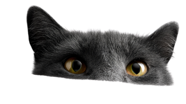 Curious Cat Peek: A grey cat's head peeks playfully from behind a white surface, its amber eyes wide with curiosity.