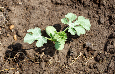 A small plant with leaves is growing in the dirt