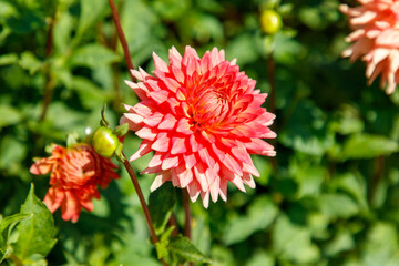 A red flower with a green stem
