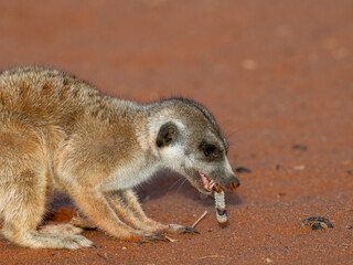 Erdmännchen (Suricata suricatta)