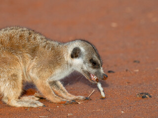 Erdmännchen (Suricata suricatta)