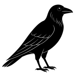 Animal Raven silhouette vector illustrator