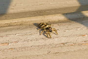 close-up front view of a small zebra spider on a light background in the sunlight