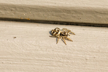 Obraz premium close-up top view of a small zebra spider on a light background in the sunlight
