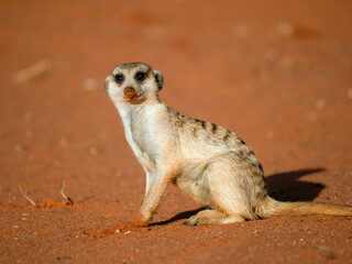 Erdmännchen (Suricata suricatta)