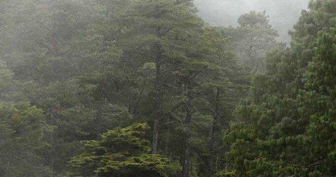 Foggy mountainside view of a forest and clouds of the Sierra Gorda in Pinal de Amoles, Quer&eacute;taro, Mexico.