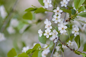 Flowering shrub cherry in the park on a warm spring evening. Selective focus