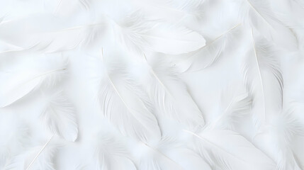 Obraz premium Elegant White Feather Arrangement On White Background