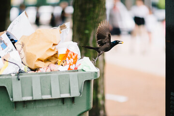 a bird stealing a snack from a city trash bin