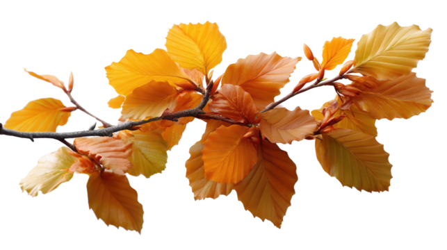 Autumn Branch with Golden Foliage: This is a captivating photo of a branch showcasing autumn's golden transformation, with leaves that radiate warmth and beauty.