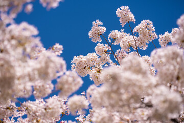 Spring background. Blossom tree branch with white flowers. Spring flowers. White flowers the fruit tree. The sakura. Cherry blossom trees in bloom. Blooming apple tree in the spring garden.