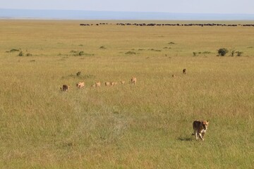 Naklejka premium Lioness following her cubs walking in the savannah with wildebeests in background