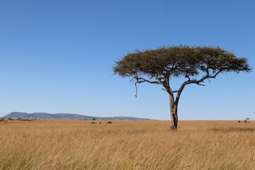 Acacia tree growing in the african savanna under blue sky