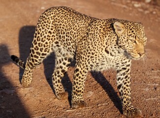 Leopard walking on dirt road in african savanna