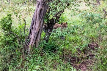 Leopard hiding in the bushes of the African savanna