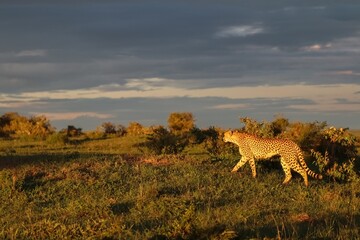 Cheetah walking in the african savanna at sunset with dramatic sky