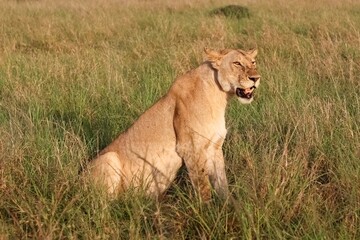 Lioness sitting in the savannah grass looking away