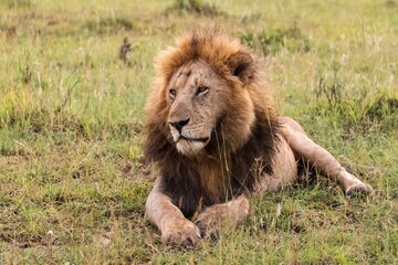Majestic lion resting in the african savanna