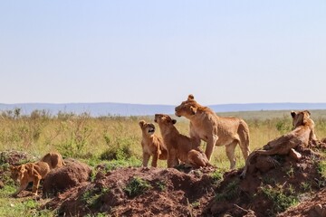 Lionesses and their cubs resting on a termite mound in the African savanna