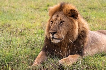 Majestic male lion resting in the african savanna