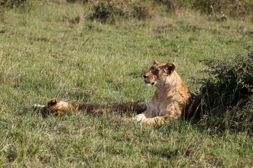 Lioness resting in the shade of a bush in the African savannah
