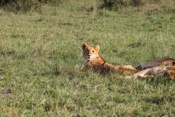 Lion cub resting in the savannah with its pride