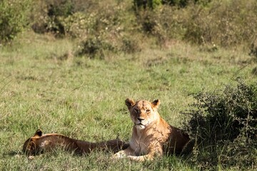 Lioness resting in the shade of a bush in the African savanna