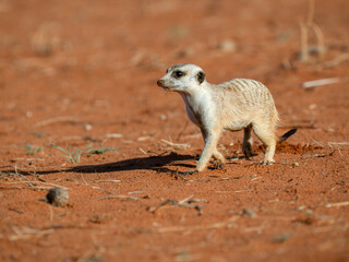 Erdmännchen (Suricata suricatta)