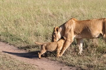 Lioness carrying her cub in the savannah during daytime