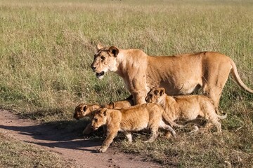 Lioness Walking with her Cubs in the African Savanna
