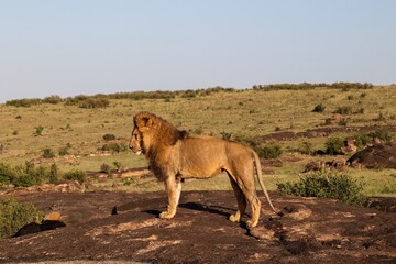 Majestic lion standing on a rock in the African savanna