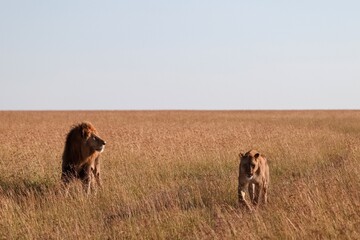 Lions walking in the african savanna during a safari in Kenya