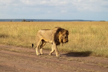 Majestic lion walking on a dirt road in the African savanna