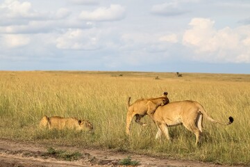 Lion cubs playing in the african savanna with mother lion resting nearby