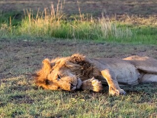 Male lion resting on the african savanna during sunset