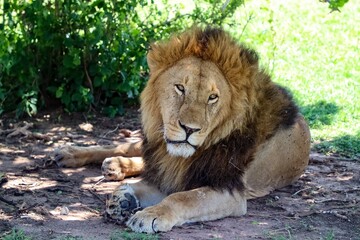 Majestic male lion resting under tree shade in Africa