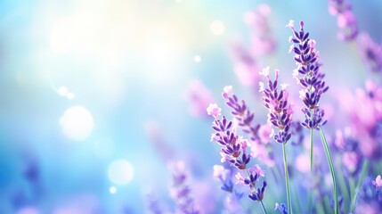 Obraz premium Lavender Bliss: Capture the essence of serenity with vibrant lavender flowers gently swaying, bathed in the ethereal glow of morning light. A breathtaking moment of natural beauty and tranquility.