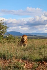 Lion sitting in the african savanna looking menacingly