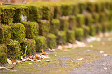 Sidewalk with colorful border. The border from paving slabs is covered with moss. Selective soft focus