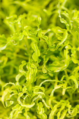 A close up of green leaves with a lot of detail