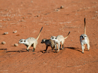Erdmännchen (Suricata suricatta)