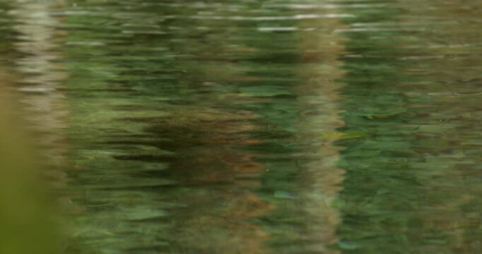 A beautiful river runs through the forest of the Sierra Gorda in Pinal de Amoles, Quer&eacute;taro, Mexico.