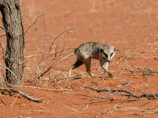 Erdmännchen (Suricata suricatta)