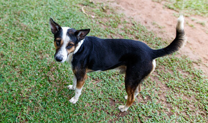 A dog is standing on a grassy area with a brown and black coat