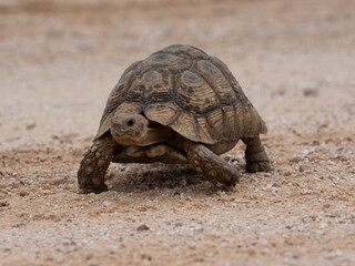 Pantherschildkröte (Stigmochelys pardalis)